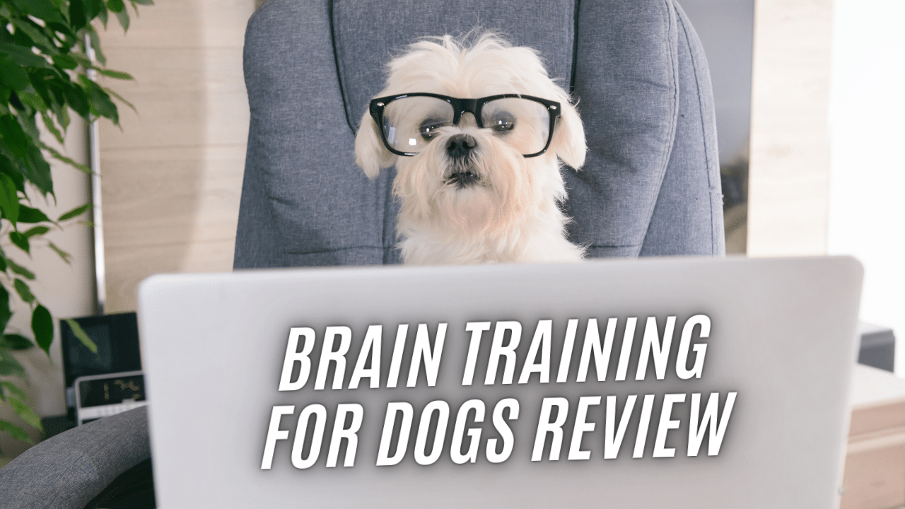 Brain training for dogs review